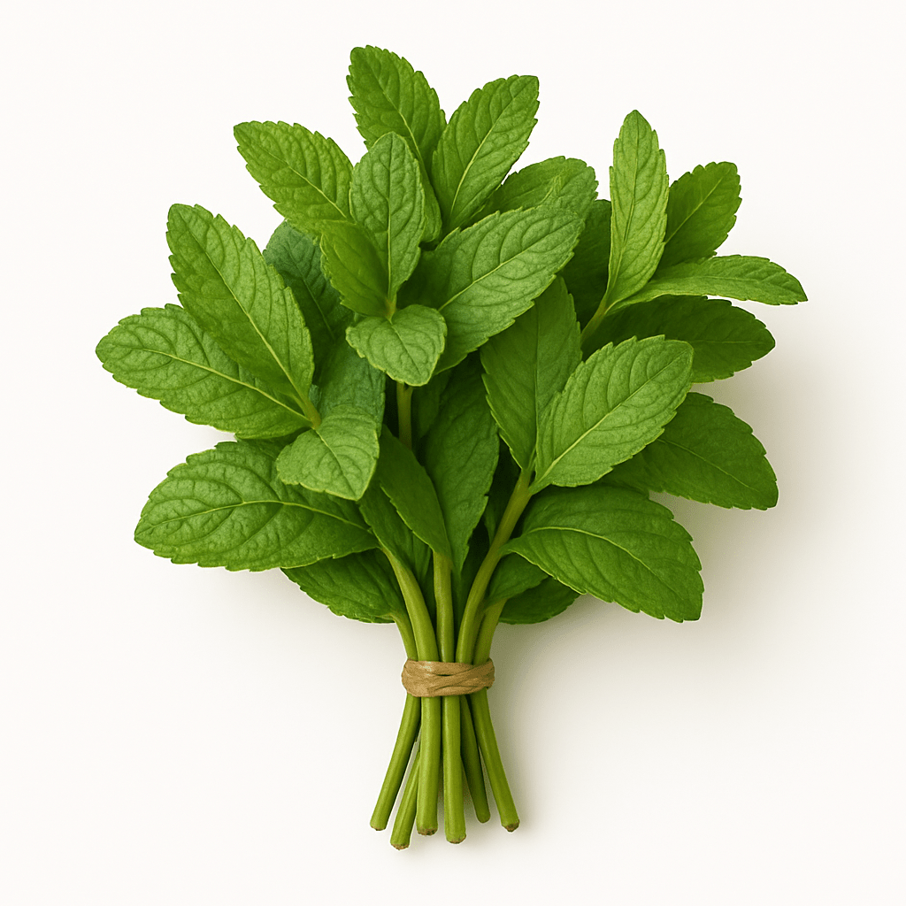 Mint Bunch - 24shopping.shop