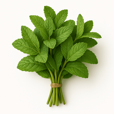 Mint Bunch - 24shopping.shop