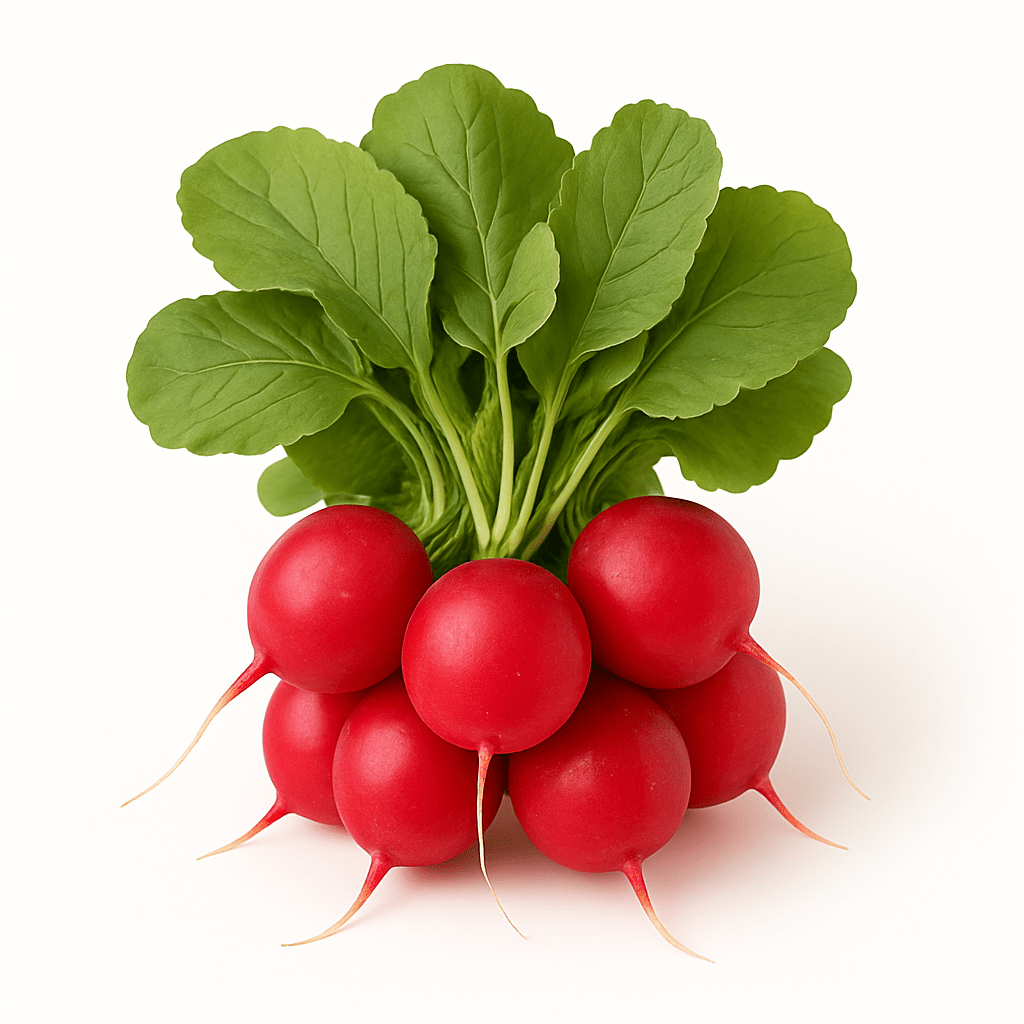 Small Red Radish Bunch - 24shopping.shop