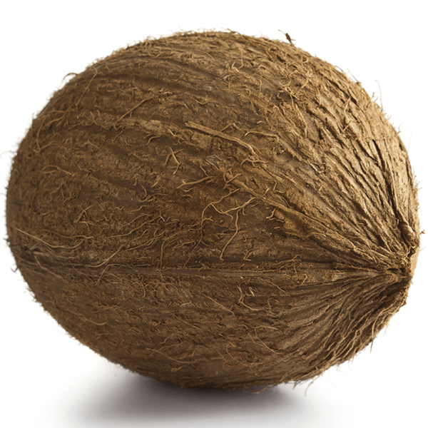 Coconut Each - 24shopping.shop