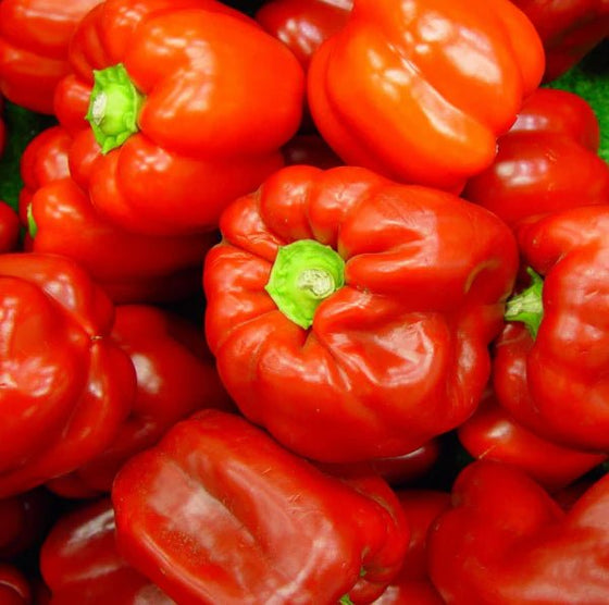 Fresh Red Pepper 500g - 24shopping.shop