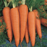Carrot 500g - 24shopping.shop