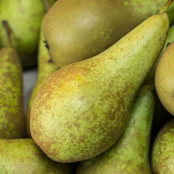 Conference Pears - Each - 24shopping.shop