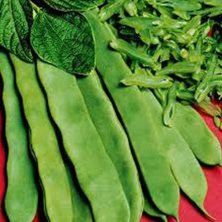 Flat Beans 500g - 24shopping.shop